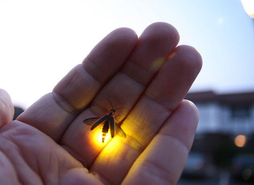 A Little Lit of Firefly Glows in Hand