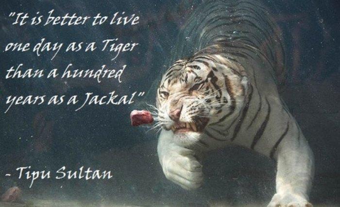 Life of a Tiger and Jackal