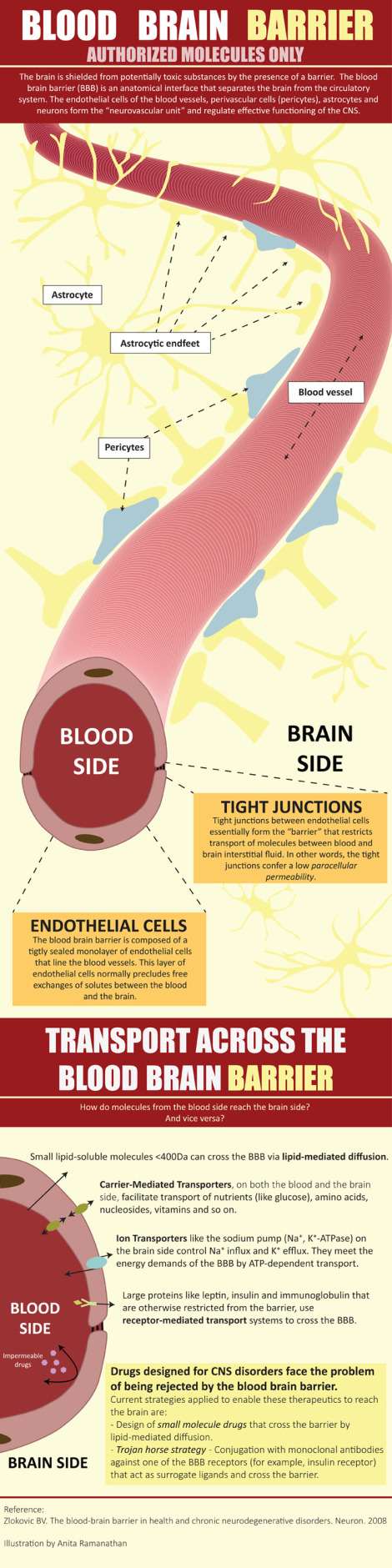 Blood Brain Barrier - Authorized Molecules Only