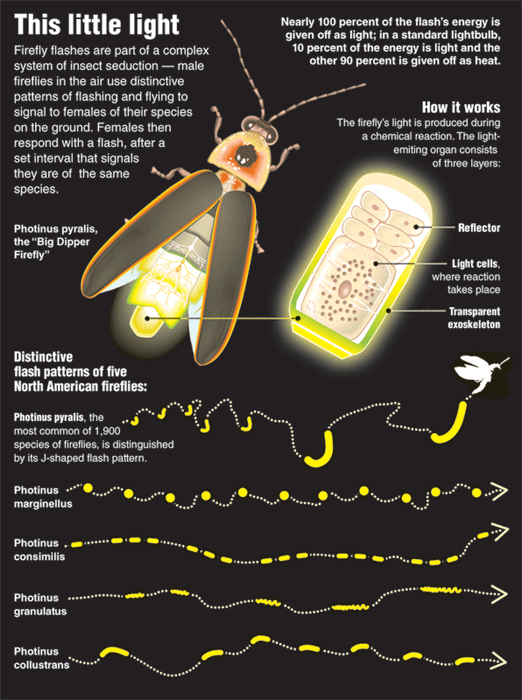 Firefly: How Flash Light Glow