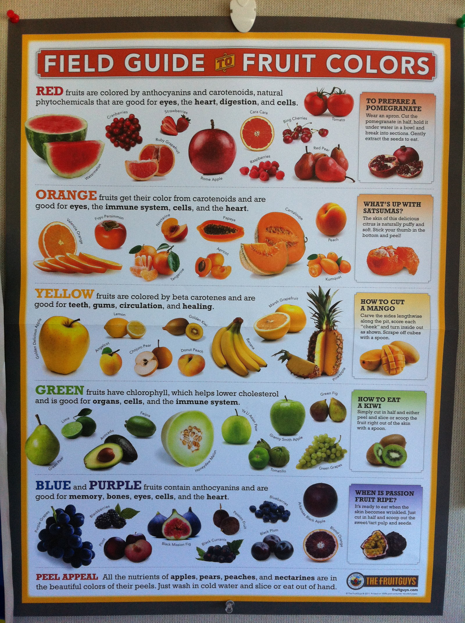 Field Guide to Fruit Colours