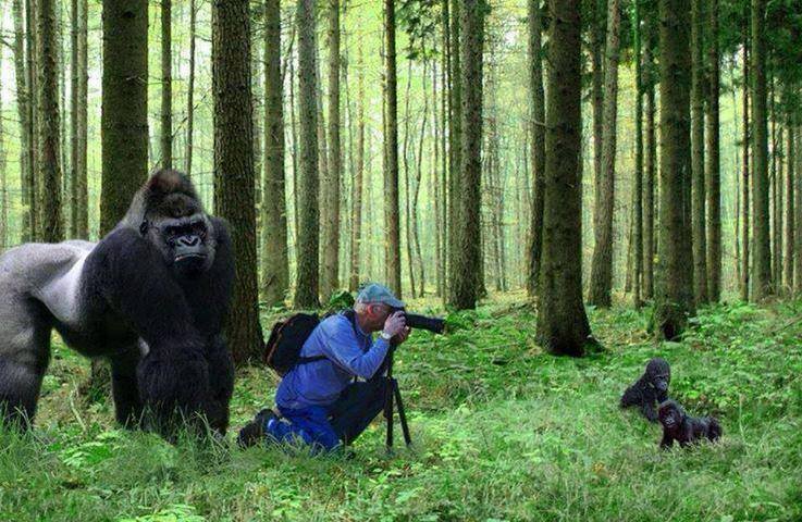 Oh, Taking Private Pictures of My Baby?, Gorrilla cares about privacy