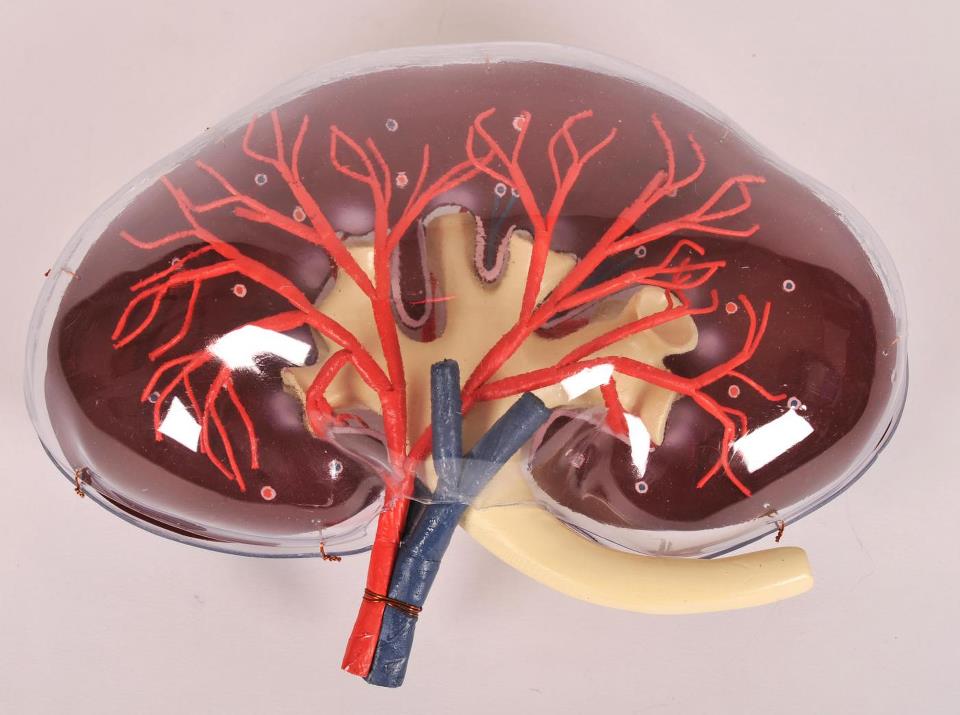 Home Remedies for Kidney Problems