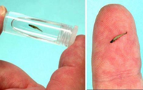 World’s Smallest Fish The world’s smallest fish discovered peat