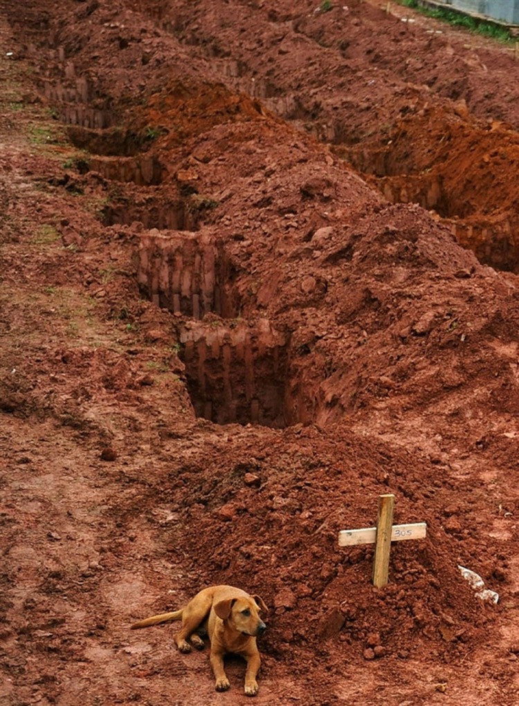 When a Loyal dog refuse to go away from the Grave of his Owner