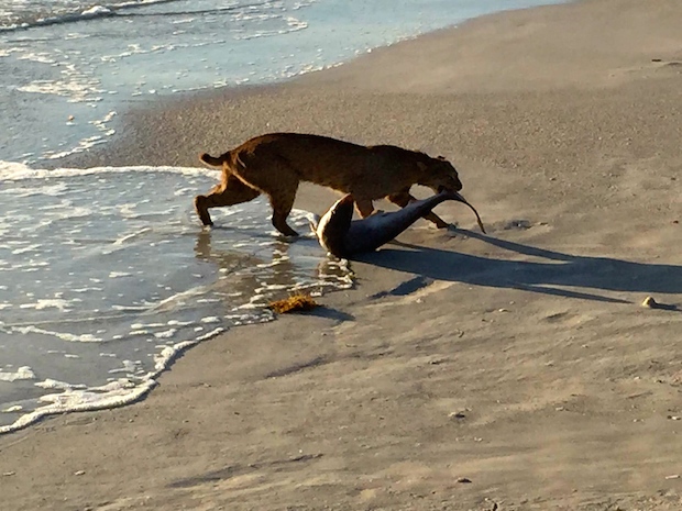 Cat Leap into the Water atop the Shark and Drag it to Shore!