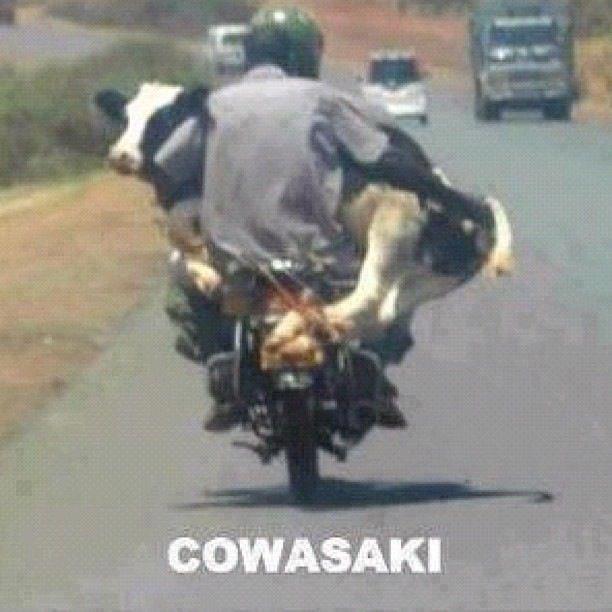Economical Way of Cow Transportation