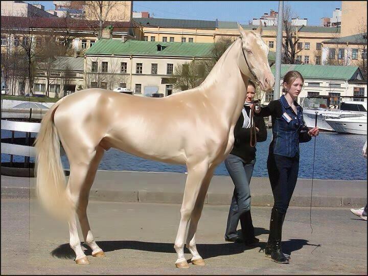 Most Beautiful Horse of the World