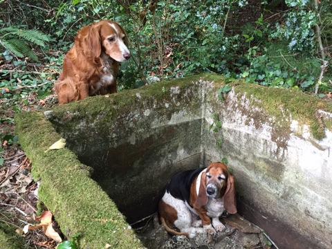 Dog guards for trapped friend for a week until found