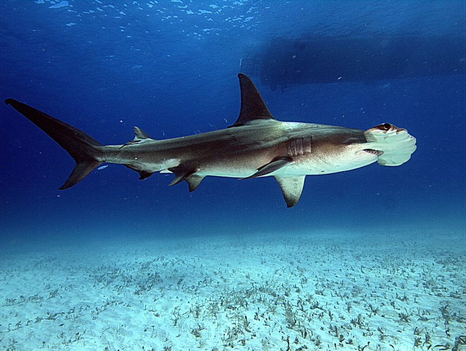 Hammerhead Shark