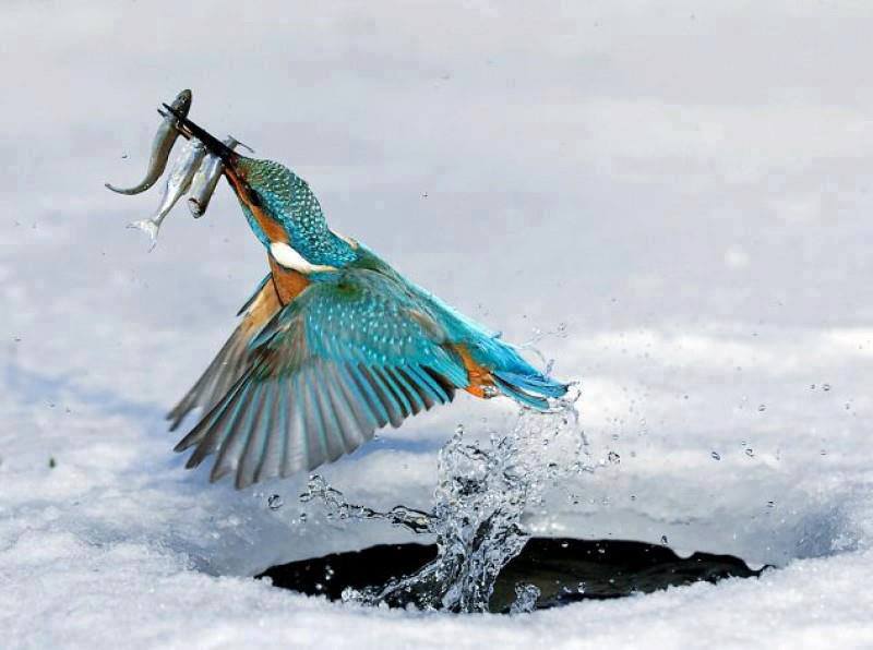 Amazing picture Kingfisher catching fish