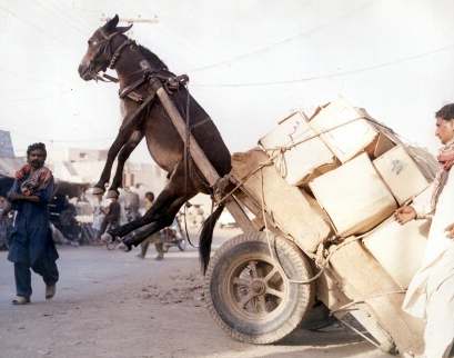 Donkey can't explain, People can't See