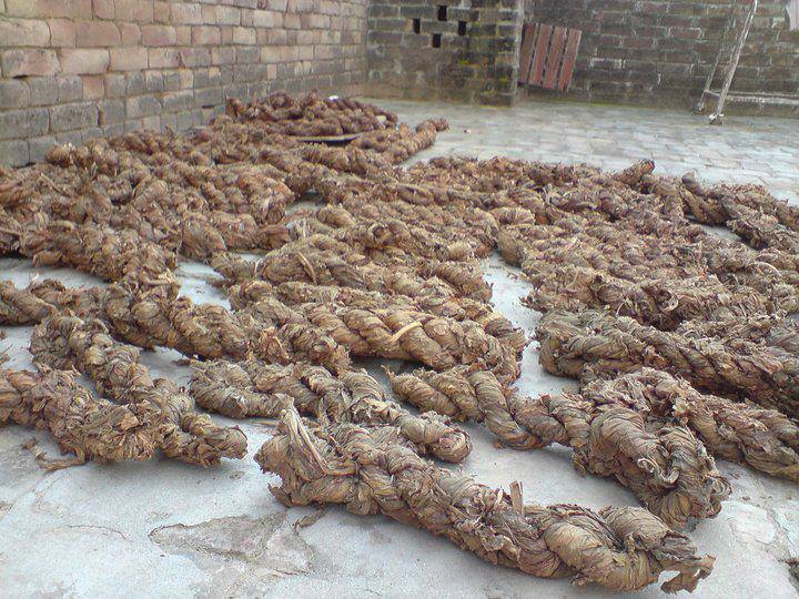 Tobacco