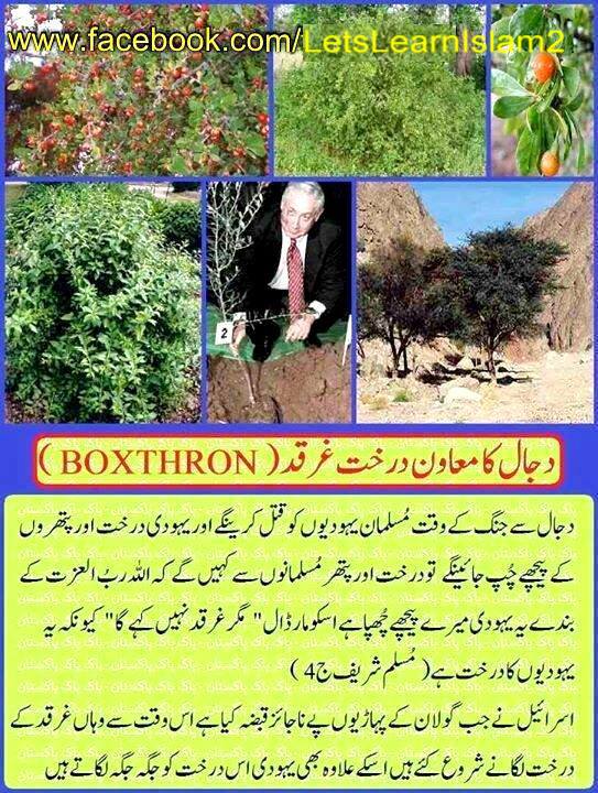 #boxthorn #islam #jew