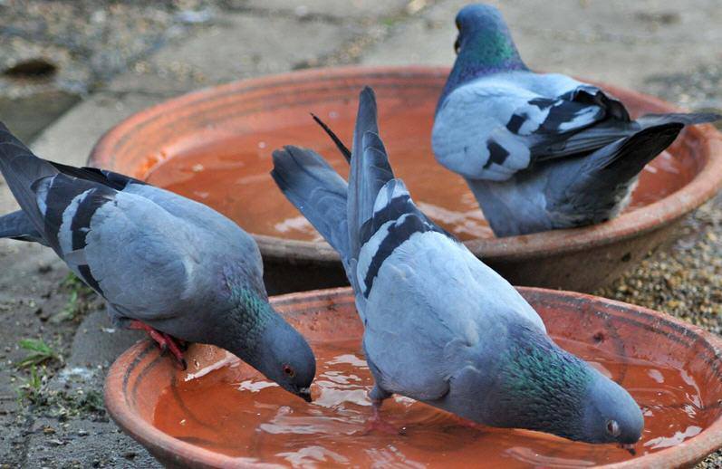 Birds are also Affected in Hot Days