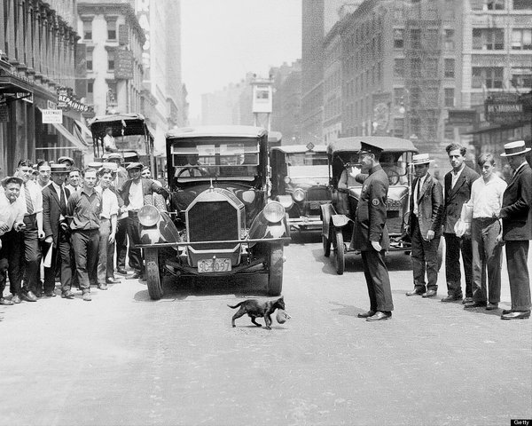 Traffic stopped for a cat and kitten