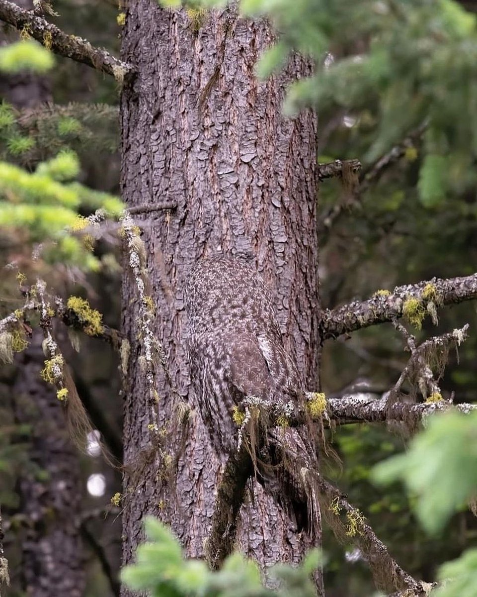 Recognize Bird on the Tree? and Where?