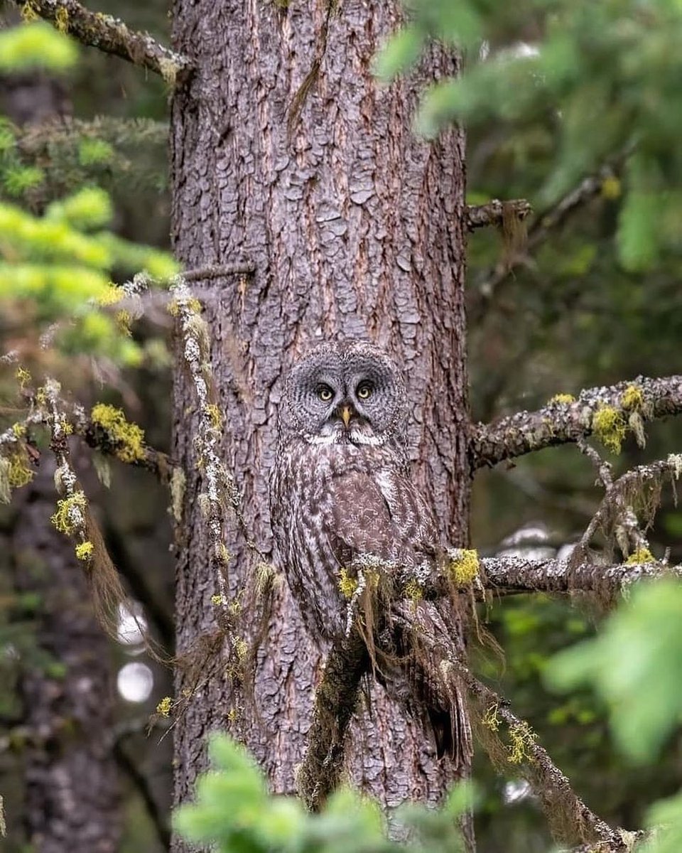 Owl on the Tree like Chameleon