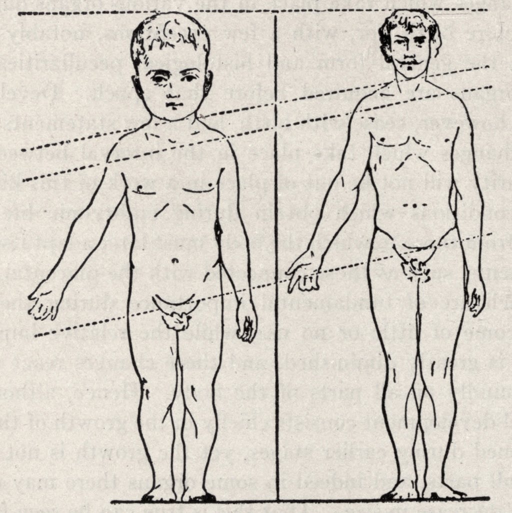 Human Body Growth Comparison of Developemnt