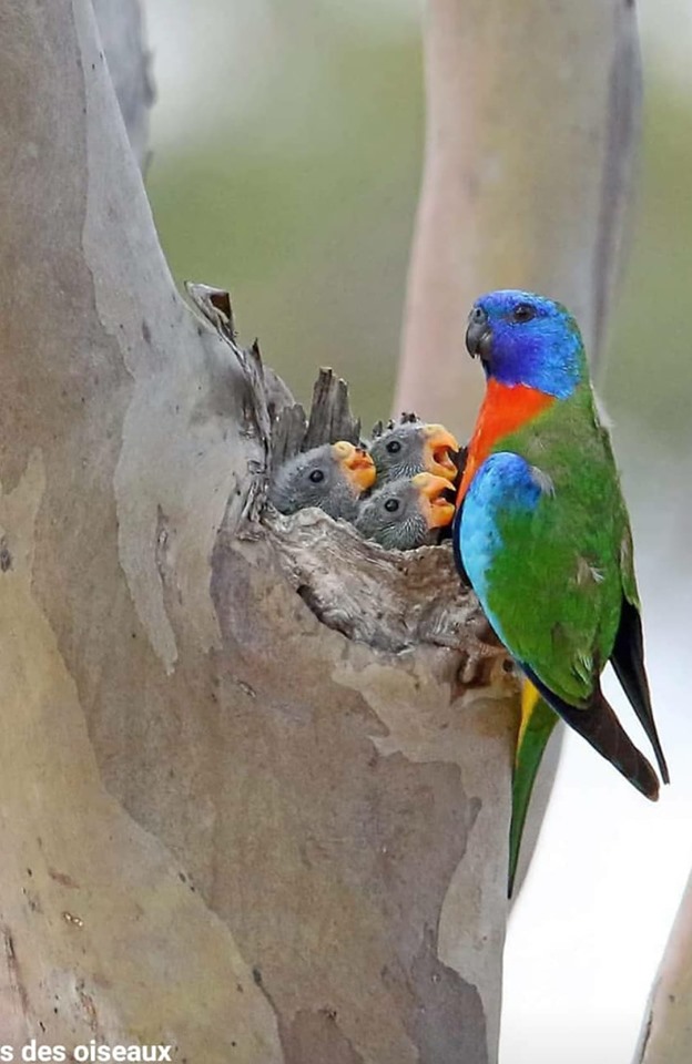 Colorful Parrot with Chicks in Nest