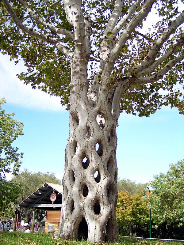 How Basket Tree is Made