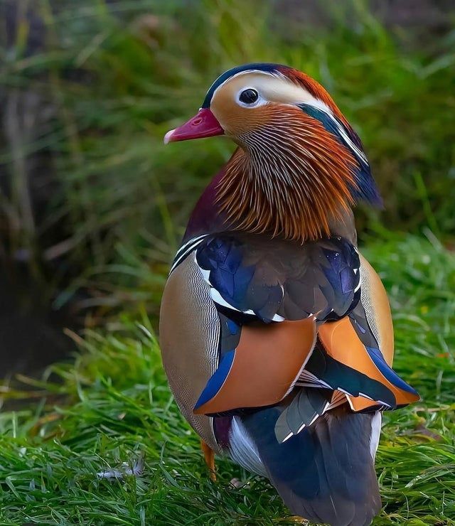 Mandarin Duck: bird