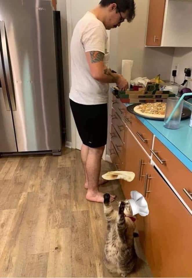 Chef Cat make Pizza in Kitchen