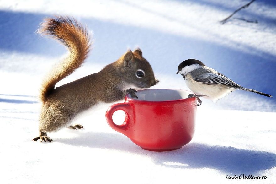 Squirrel and Sparrow on a Cup