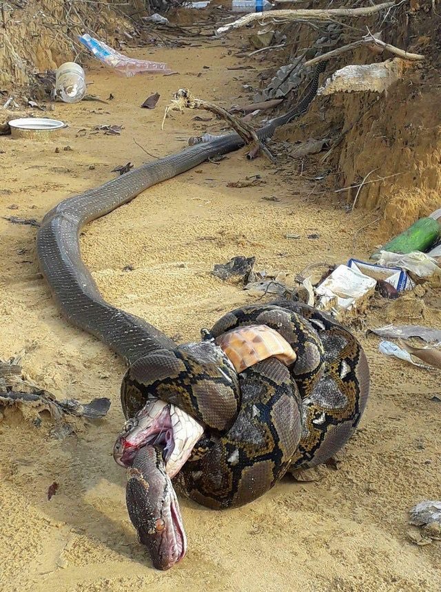 Cobra and Python - Snakes Mortal Combat