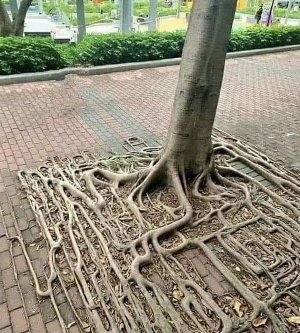 Natural Square Root