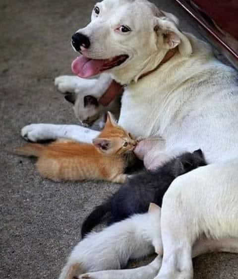 Dog feeding milk to Starving Kitten of Cat