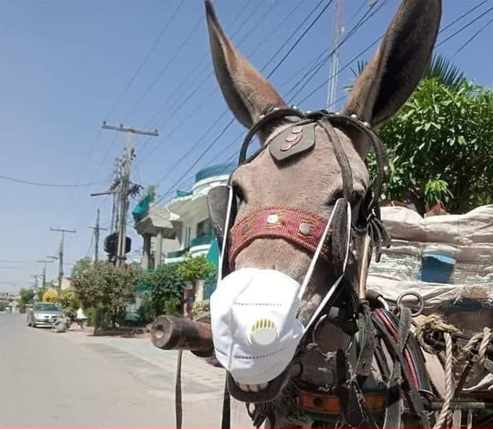 Donkey wear Mask