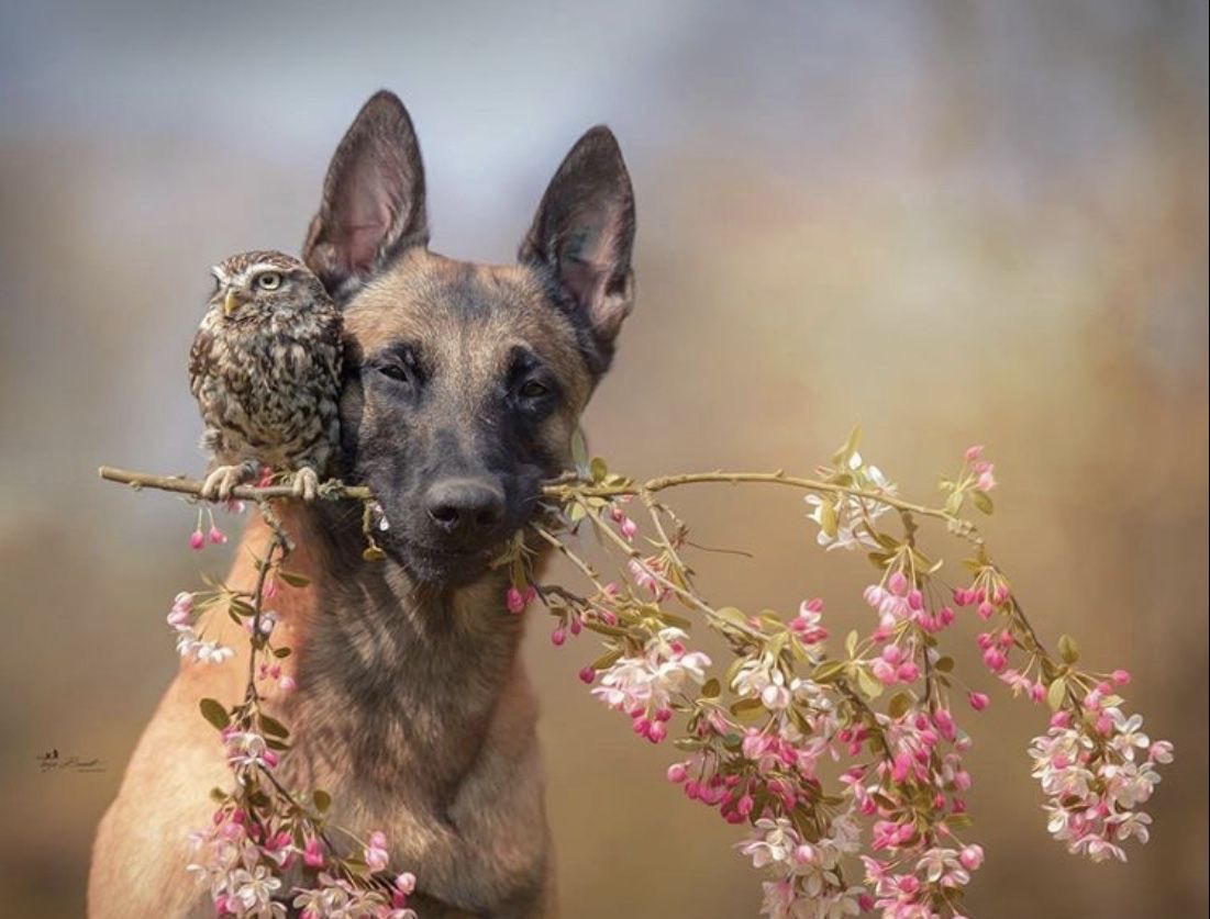 German Shepherd Dog and Owl