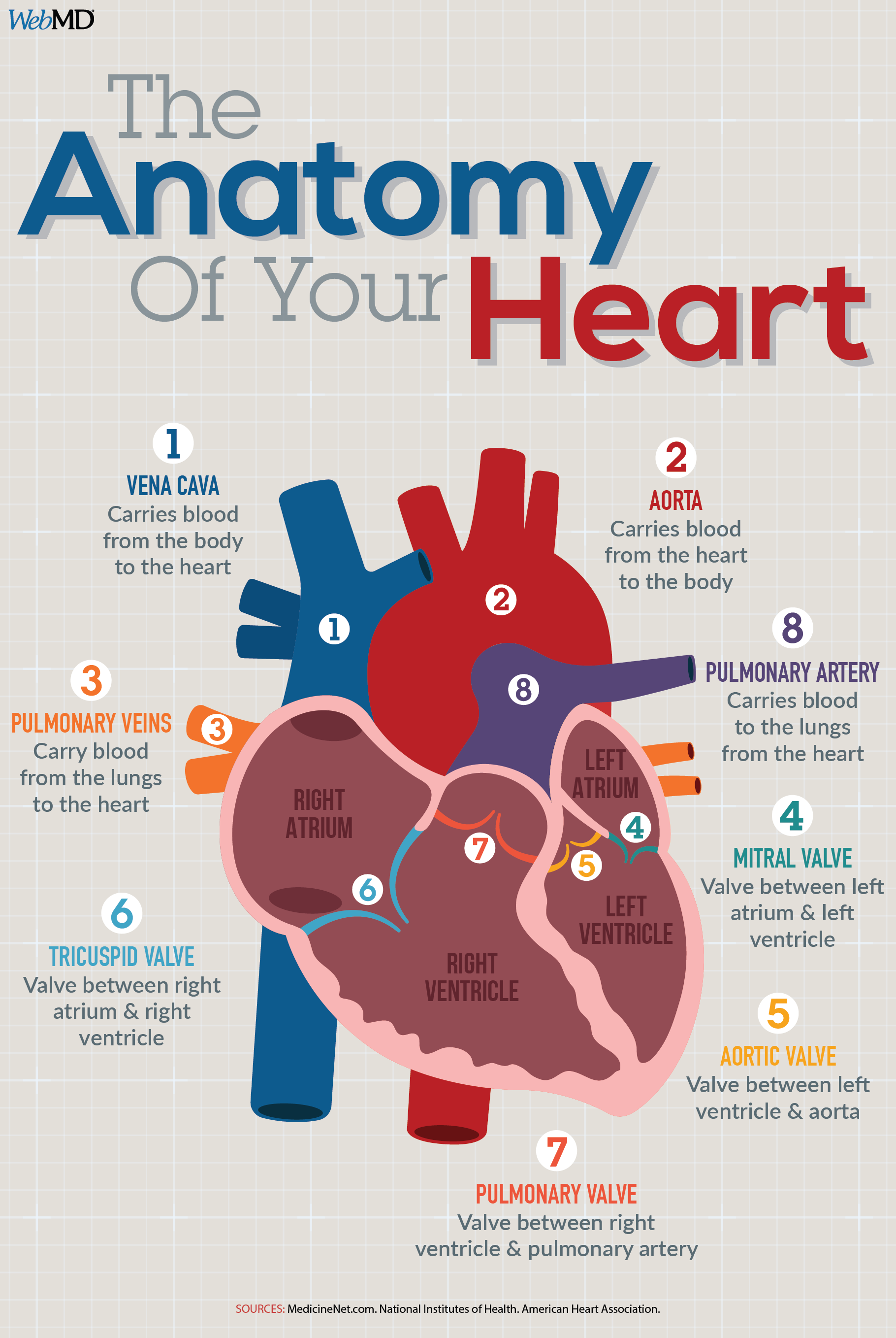 The Anatomy of Heart - overview