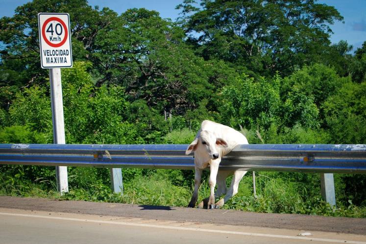 Calf Got Stuck on Road Boundary
