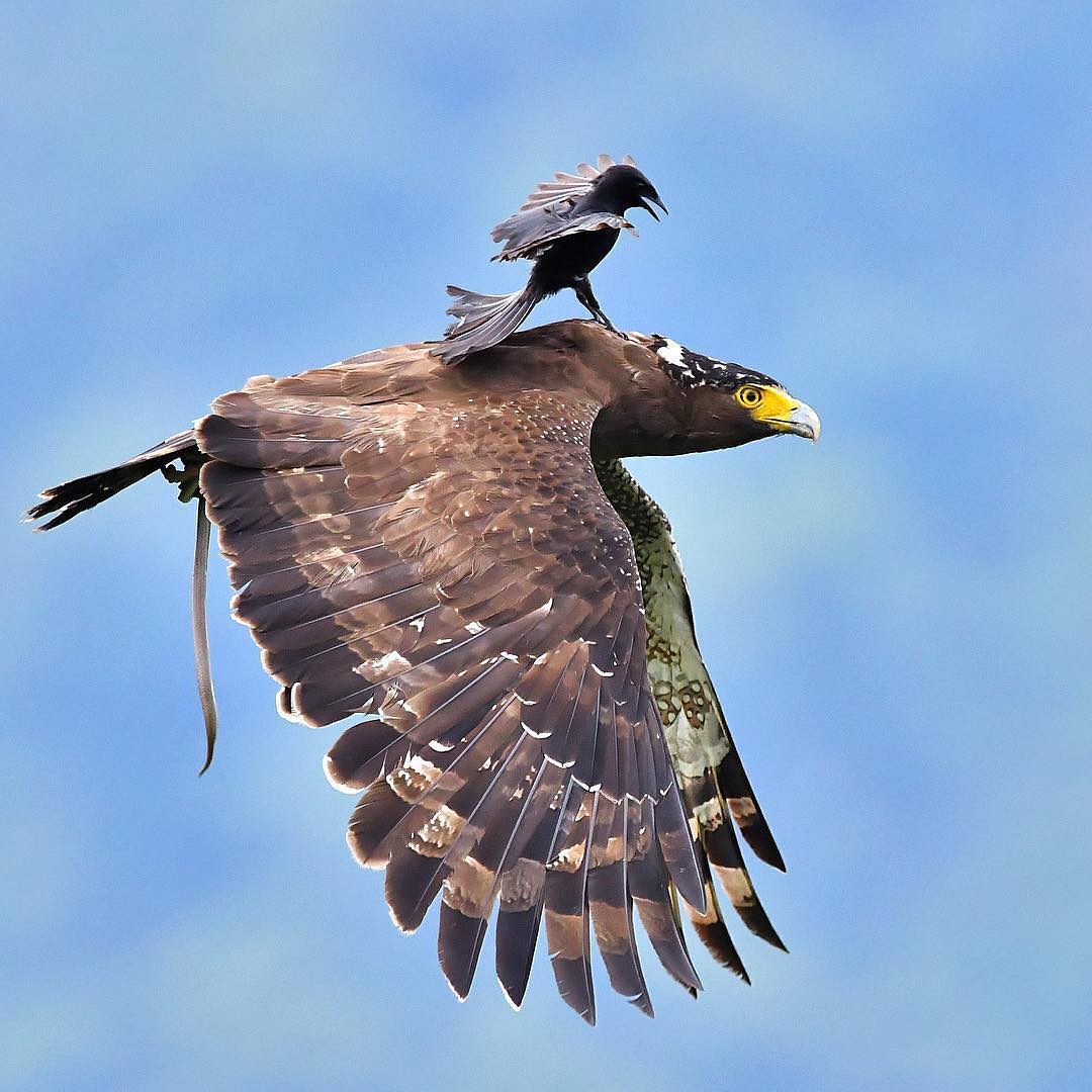 How eagle deals with raven who ride on him and starts biting