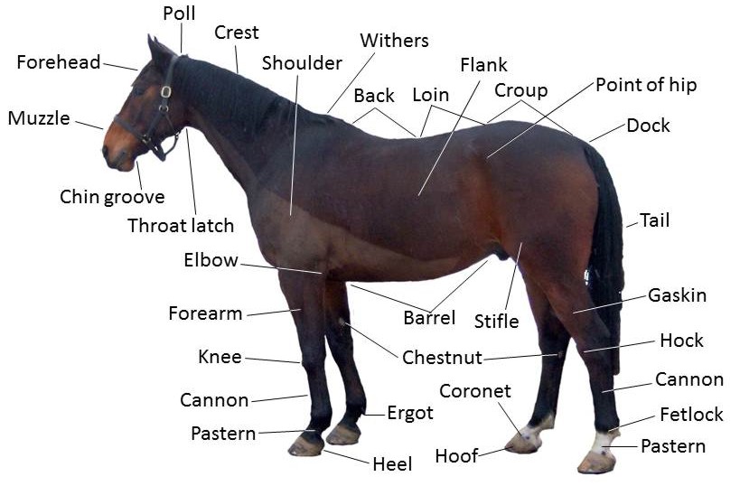 labeled diagram of a horse with 32+ body parts names