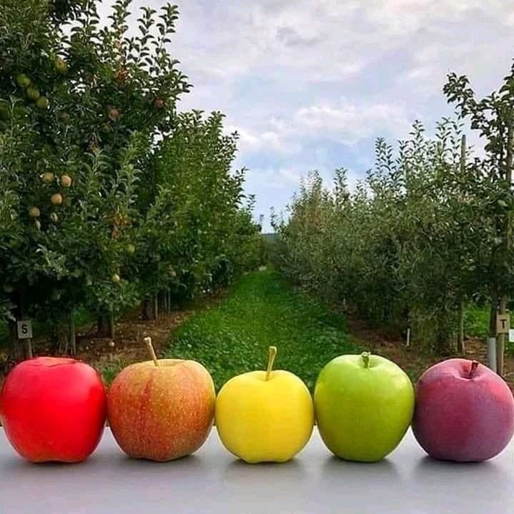 Variety and colors of apples from Gilgit Baltistan