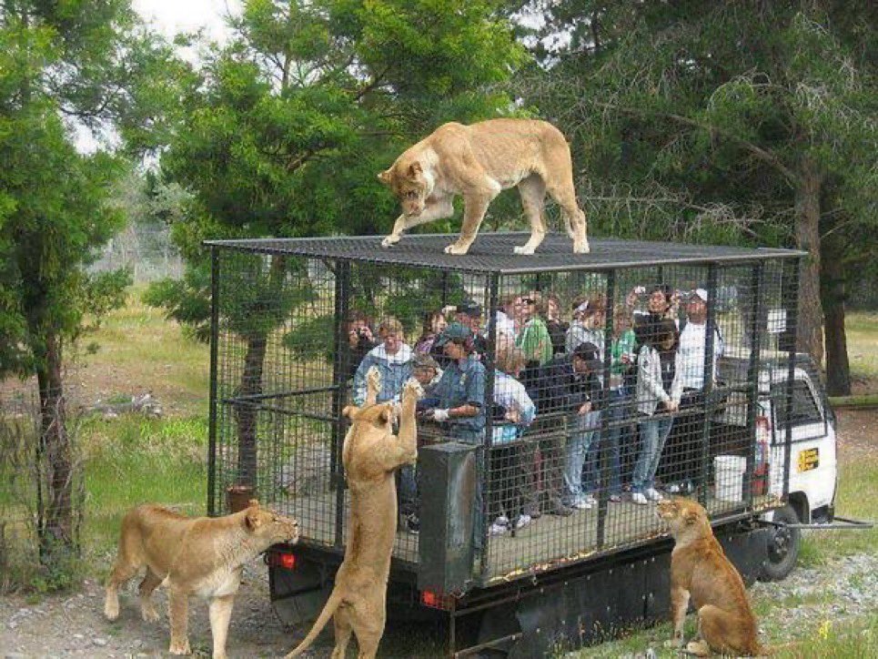 Lions surrounding men and women in forest