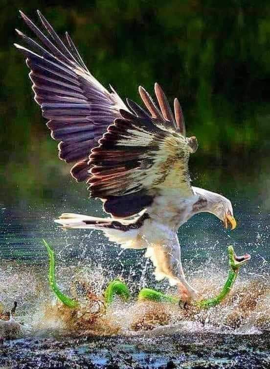 A mortal combat in the wild between eagle and the snake