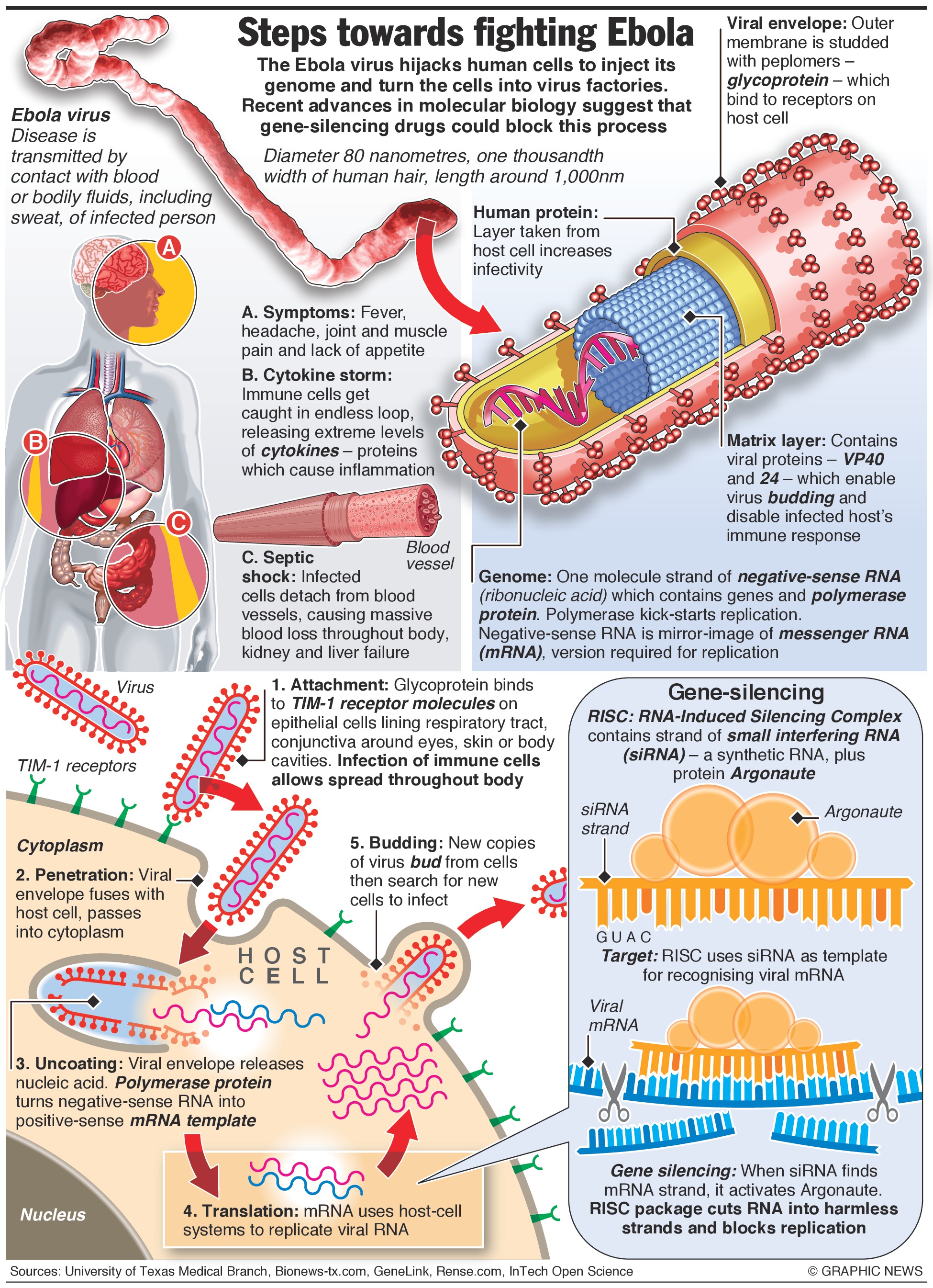 The Cell Hijacker Making Virus Factories - Gene-Silencing To Combat Ebola