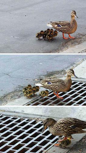 Unfortunate Duck Family
