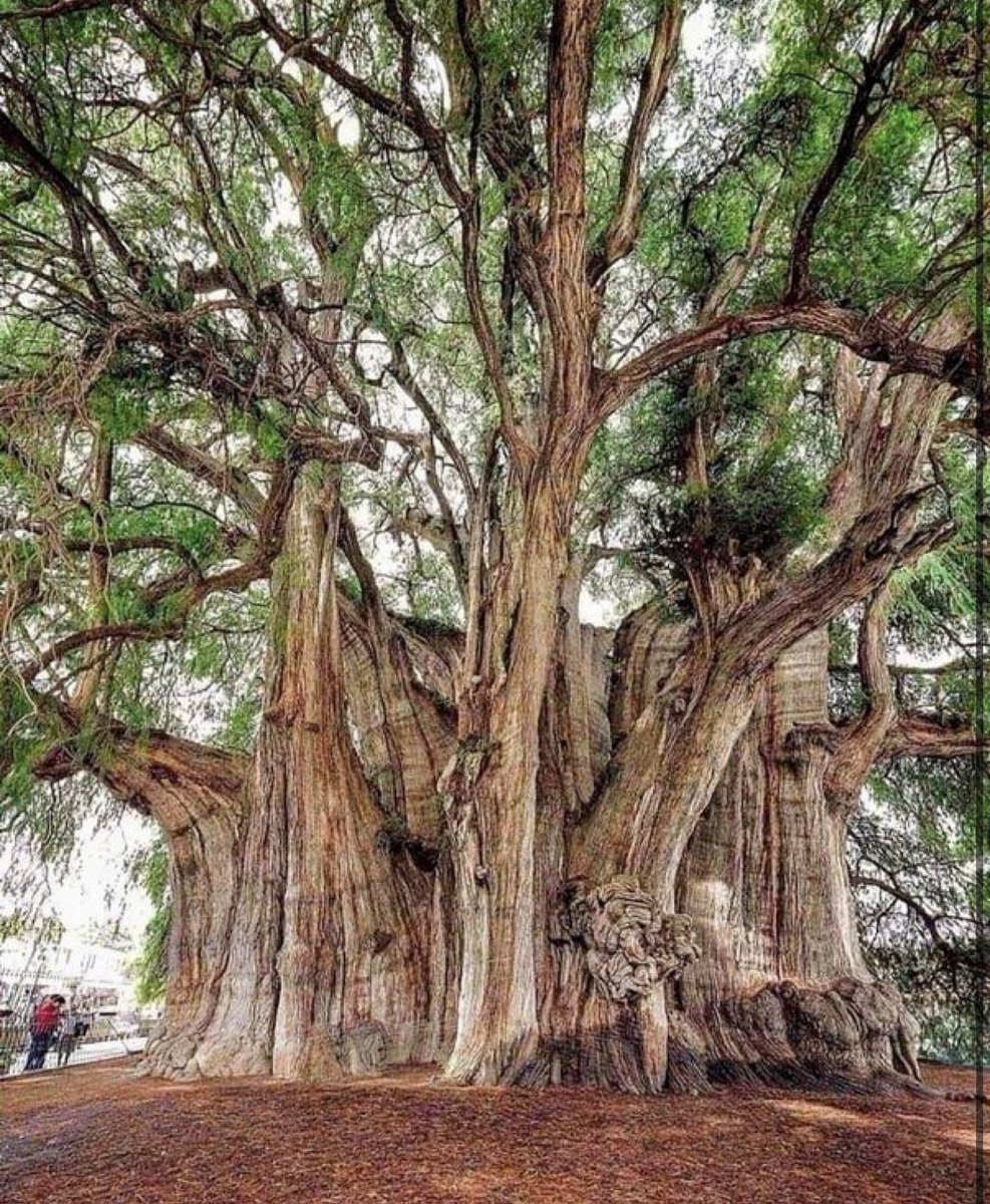 The largest tree trunk diameter in the world