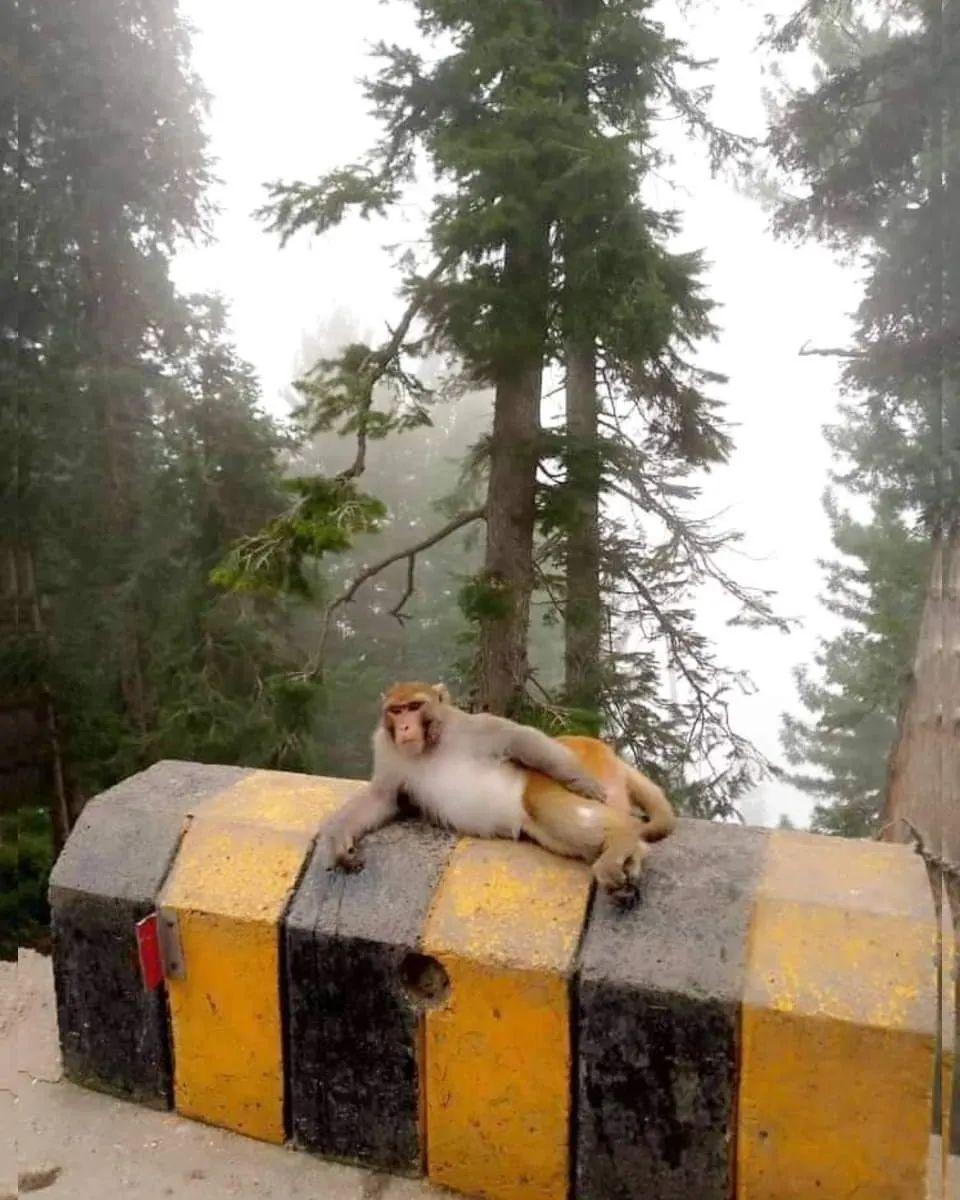 Monkey relaxing in Murree!